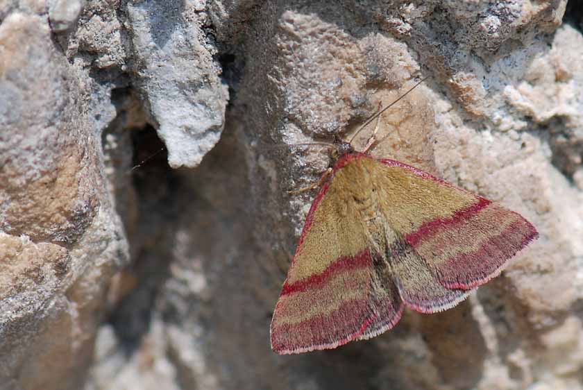 Da identificare - Phytometra viridaria